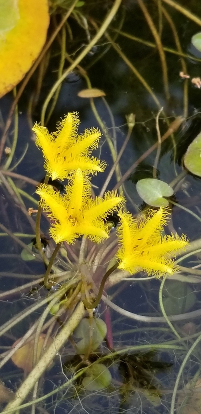 Nymphoides grayana photo 8