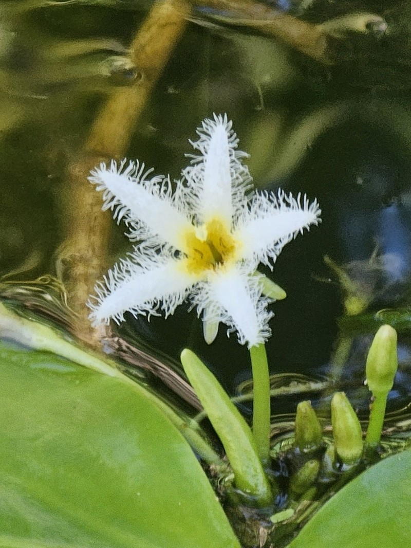 Floatingheart photo 3