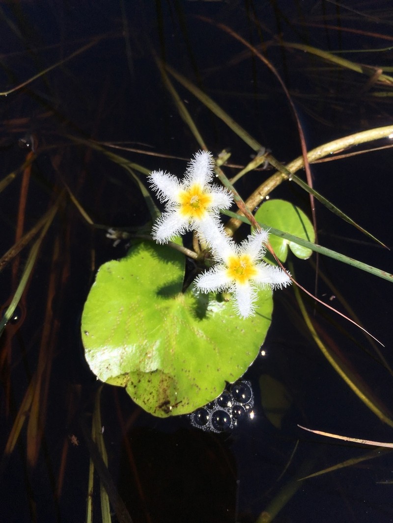 Floatingheart photo 4