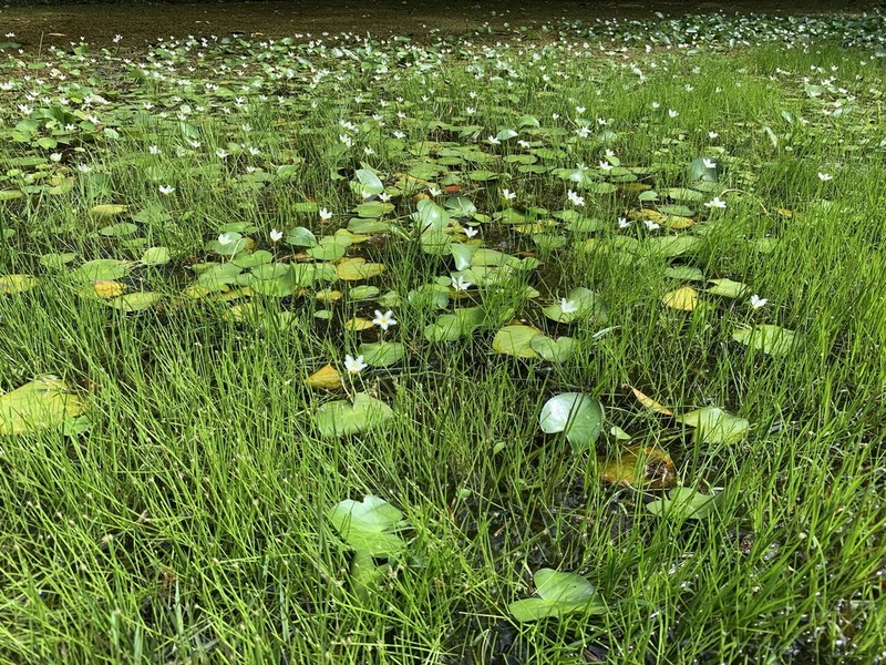 Floatingheart photo 5