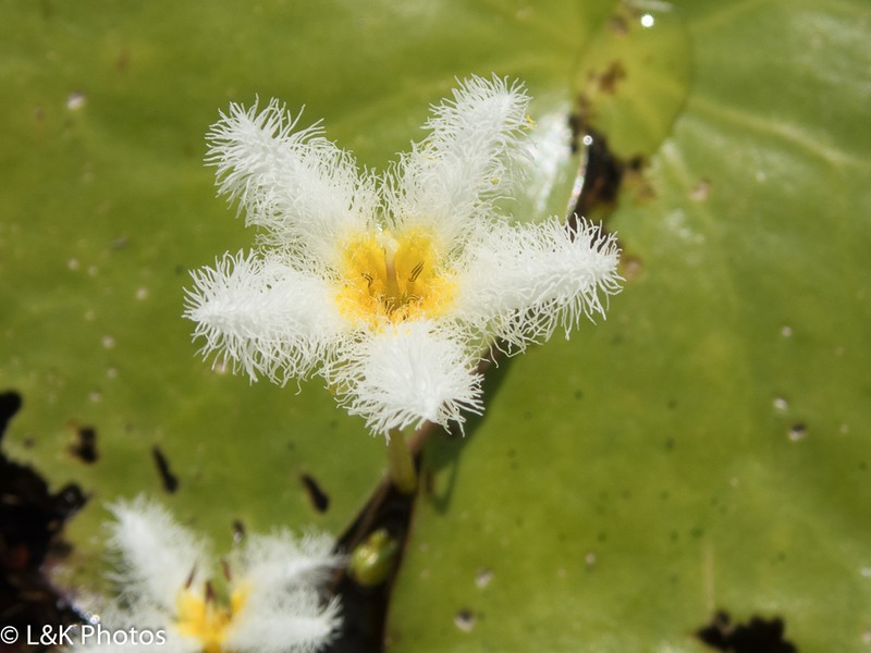 Floatingheart photo 7