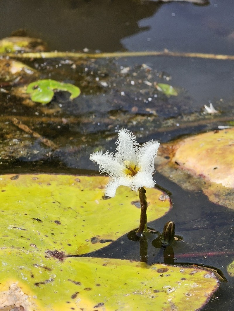 Floatingheart photo 8