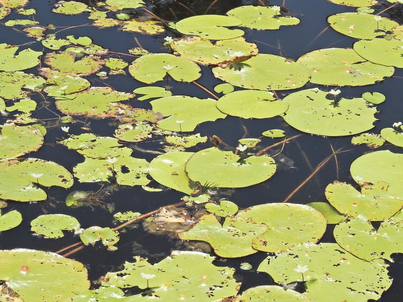 Water Snowflake photo 2