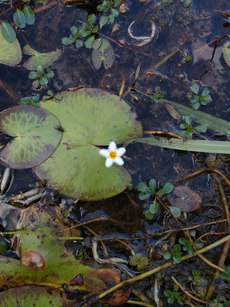 Water Snowflake photo 3