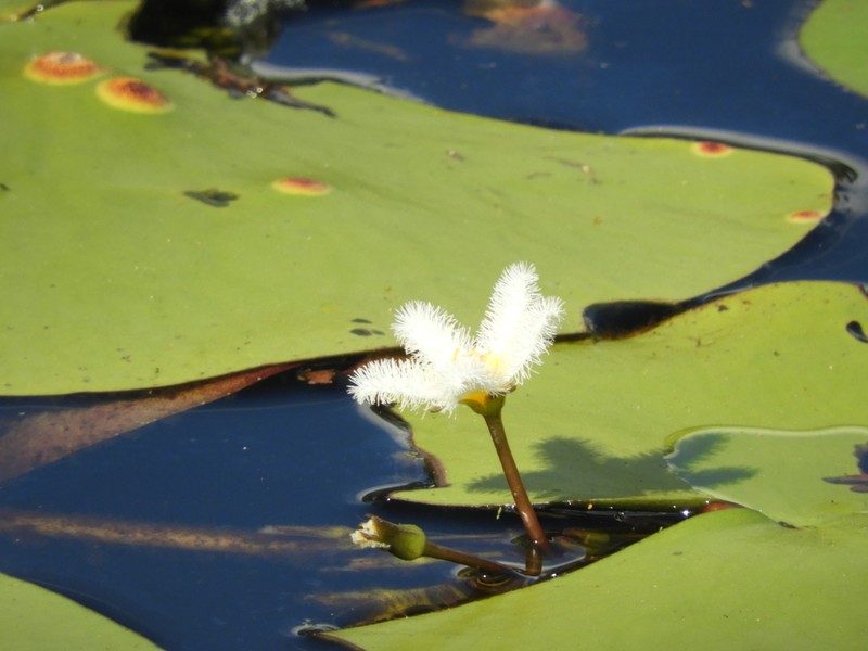Water Snowflake photo 4