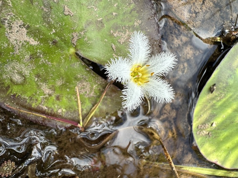 Water Snowflake photo 5