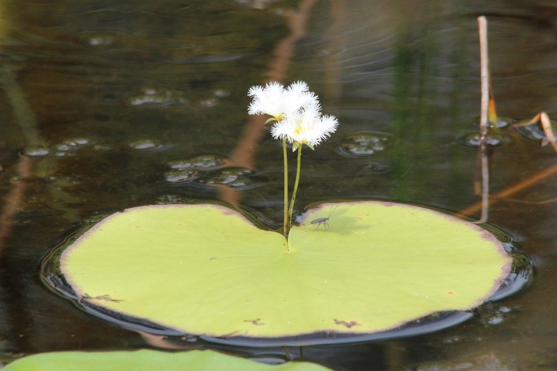 Water Snowflake photo 6