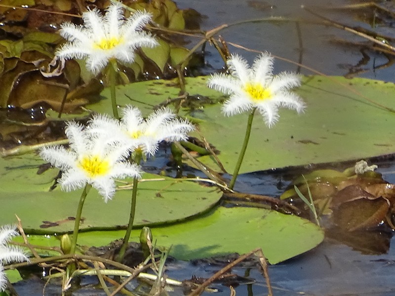 Water Snowflake photo 7