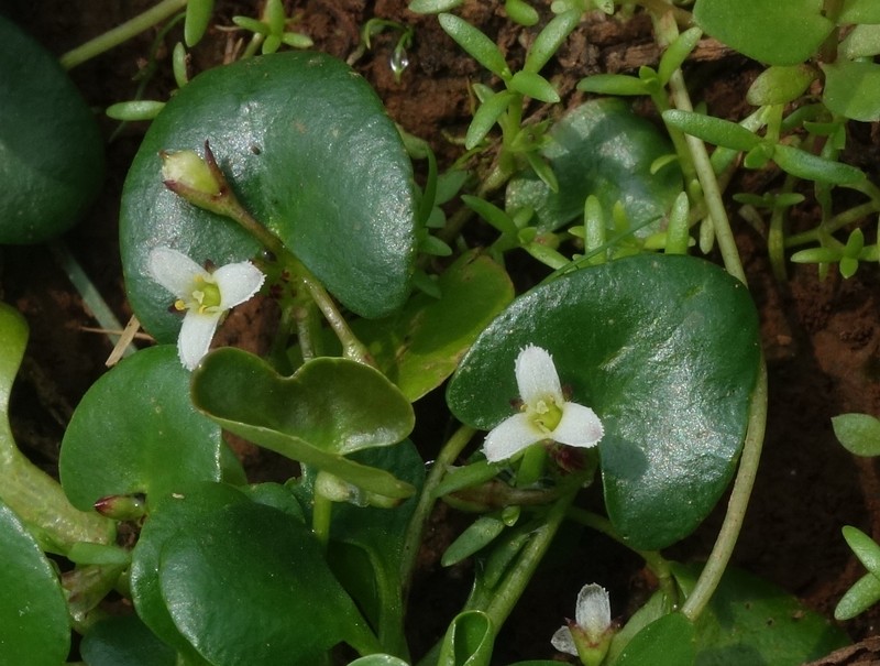 Nymphoides palyi