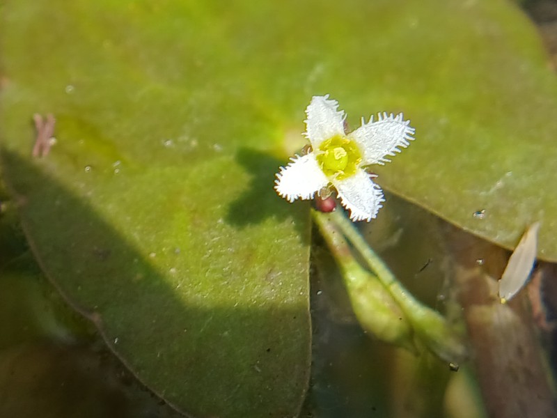 Nymphoides parviflora