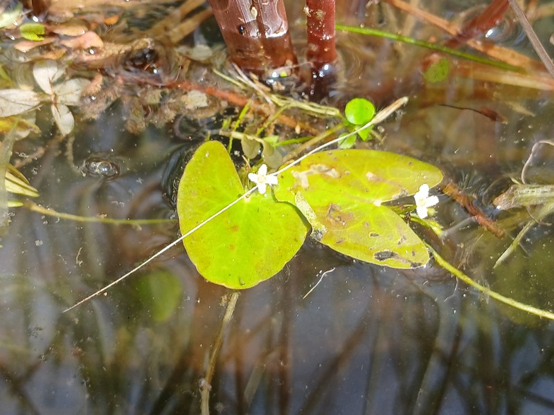 Nymphoides parviflora photo 2
