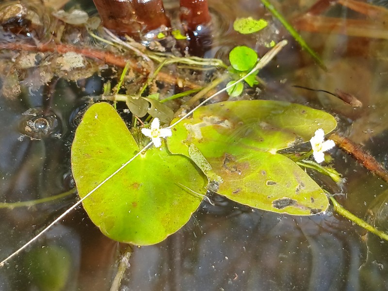 Nymphoides parviflora photo 3