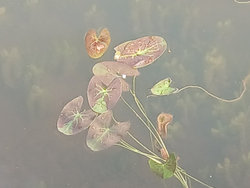 Nymphoides parviflora photo 4