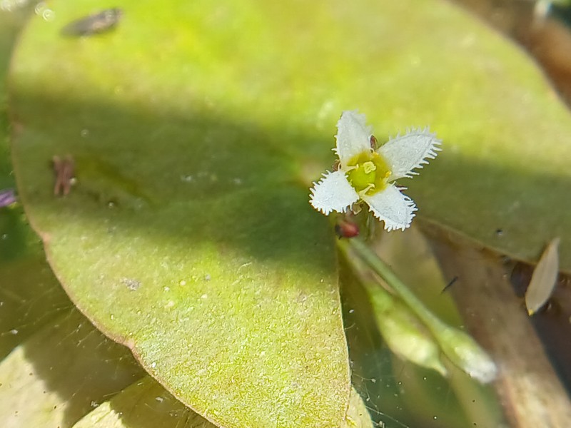 Nymphoides parviflora photo 5