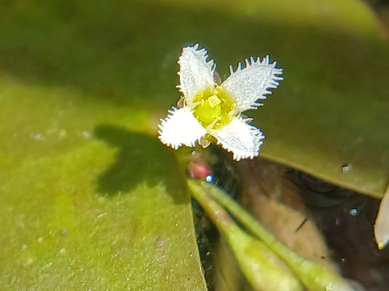 Nymphoides parviflora photo 6