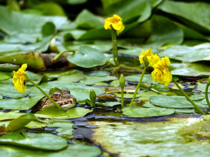 Yellow Floatingheart photo 2