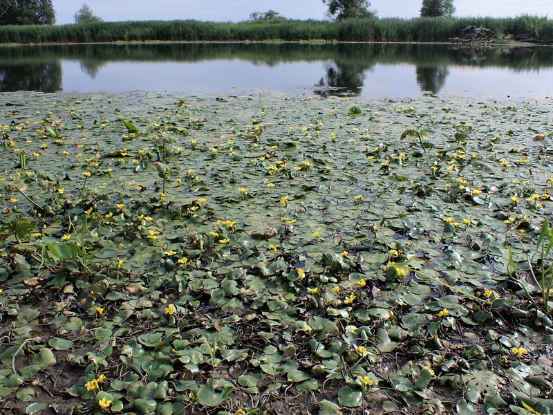 Yellow Floatingheart photo 3