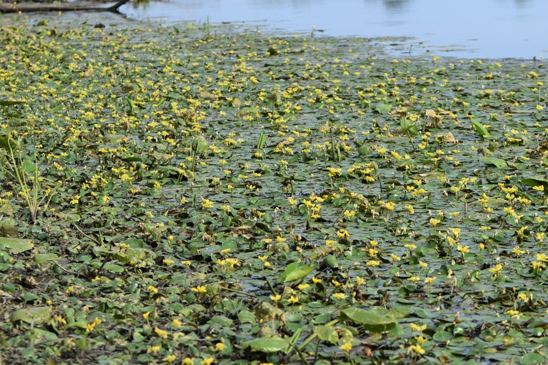 Yellow Floatingheart photo 4