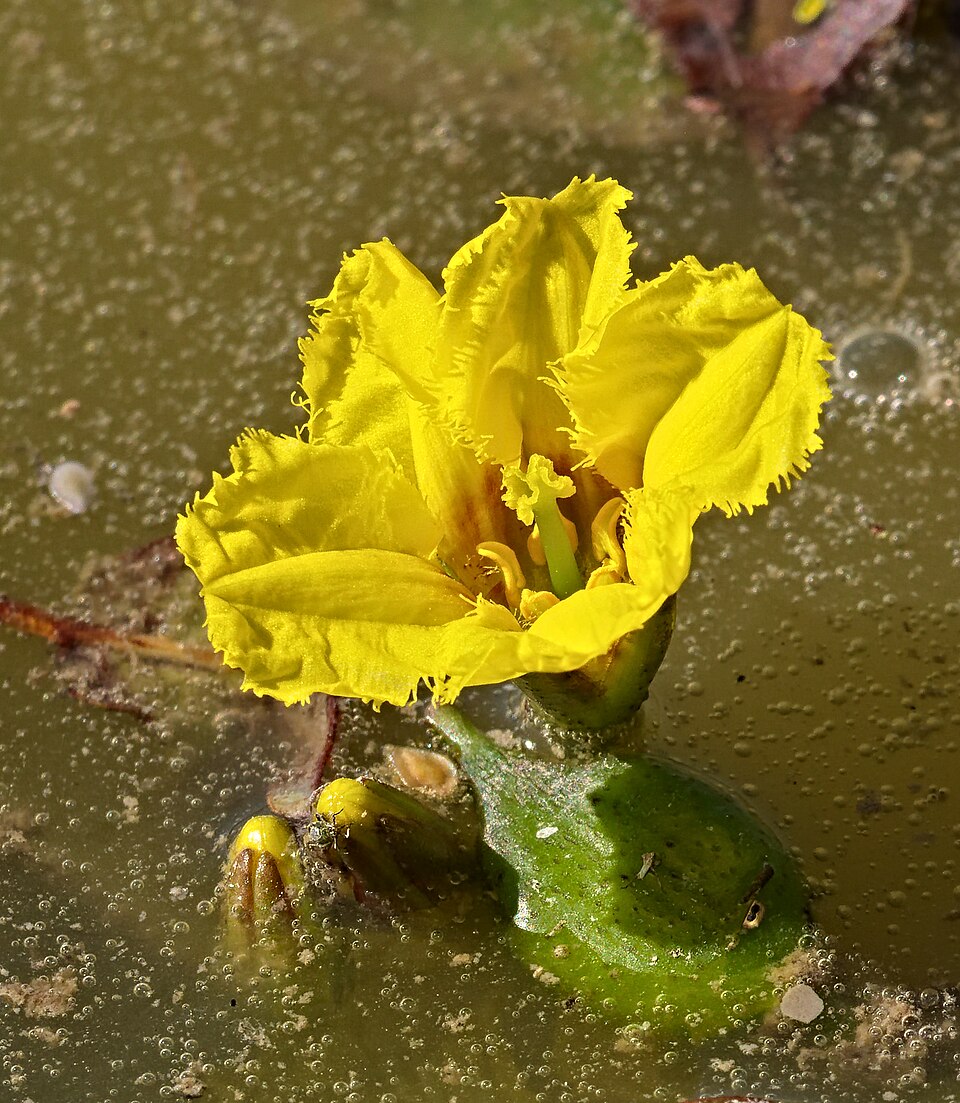 Yellow Floatingheart photo 5
