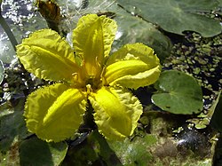 Yellow Floatingheart