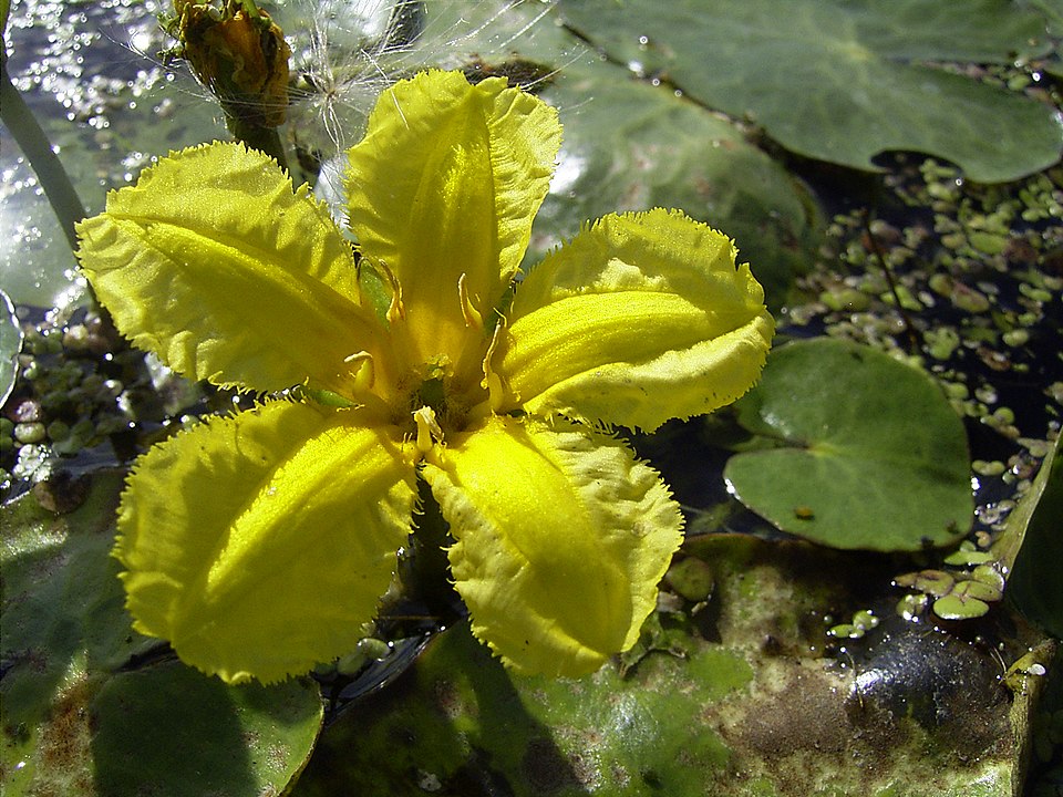 Yellow Floatingheart