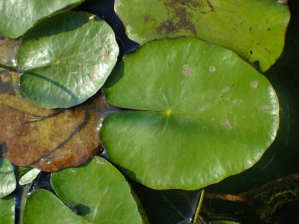 Yellow Floatingheart photo 6