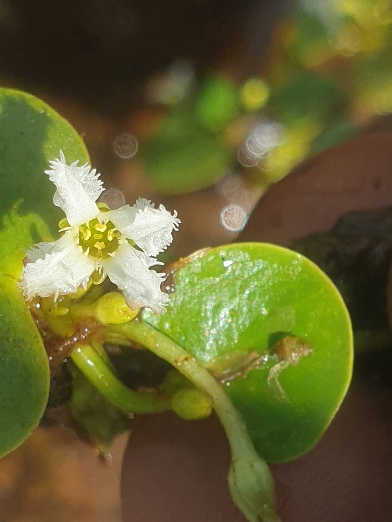Nymphoides senegalensis