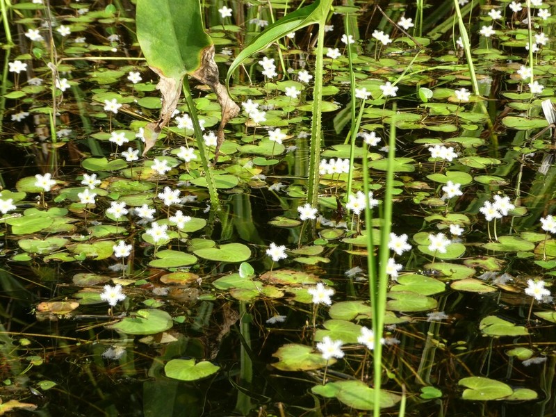 Nymphoides senegalensis photo 2