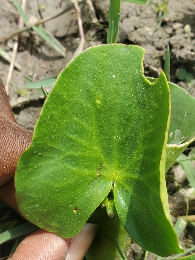 Nymphoides senegalensis photo 3