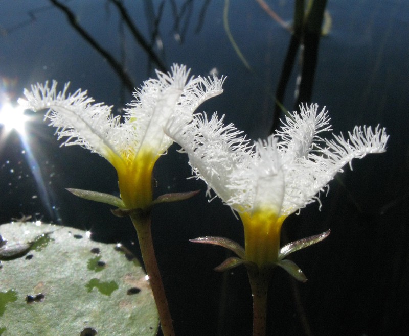 Nymphoides senegalensis photo 4