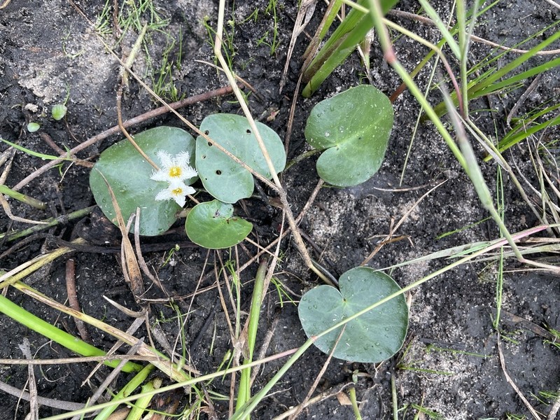 Nymphoides senegalensis photo 5