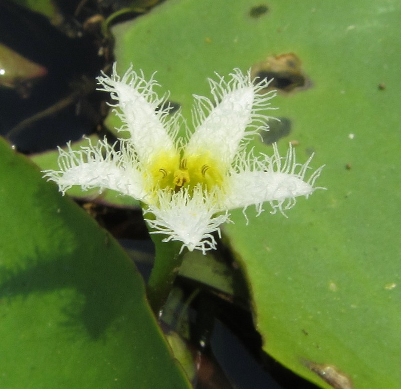 Nymphoides senegalensis photo 6