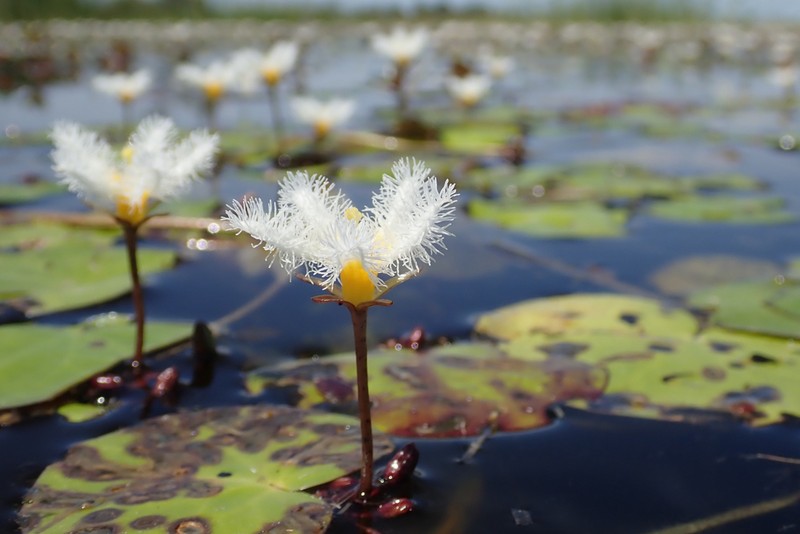 Nymphoides senegalensis photo 7