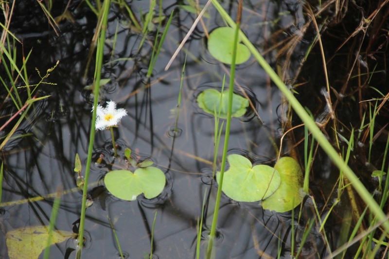 Nymphoides senegalensis photo 8