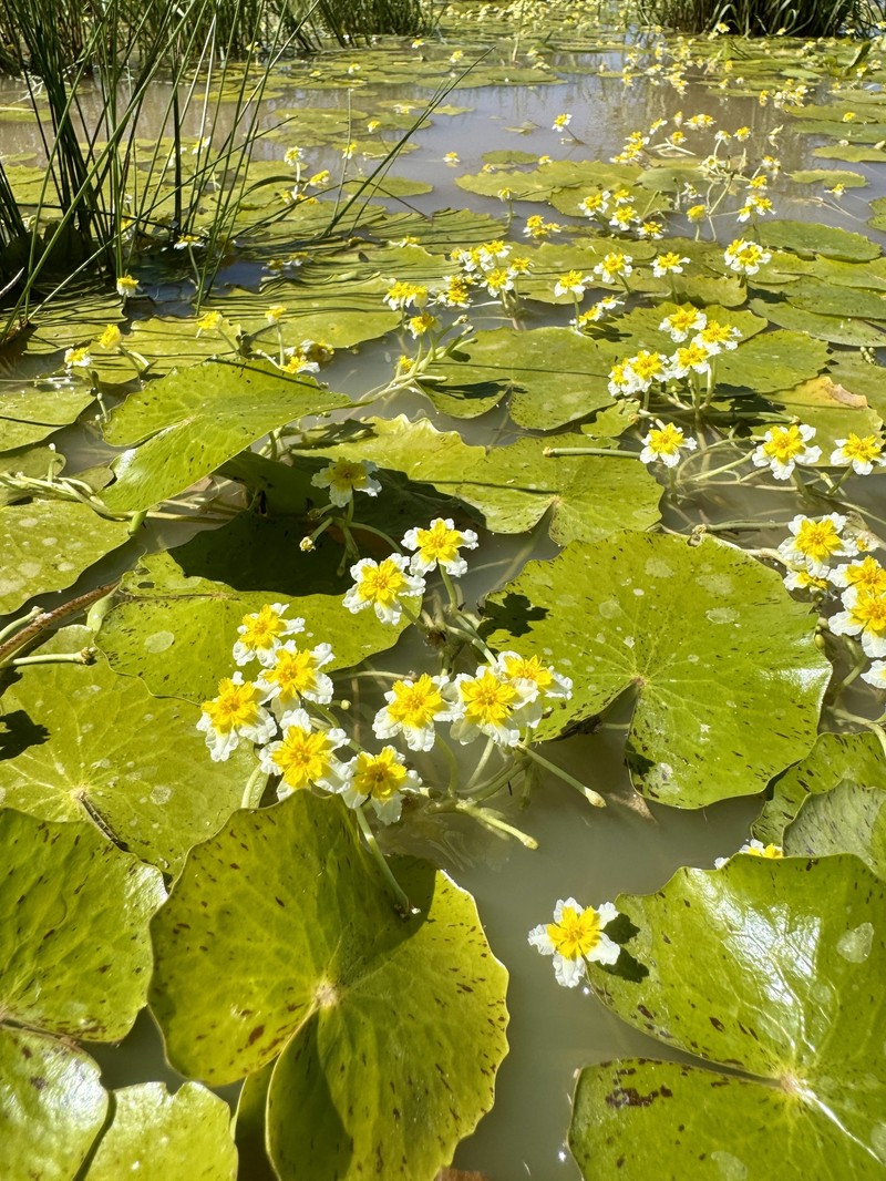 Nymphoides walshiae photo 5