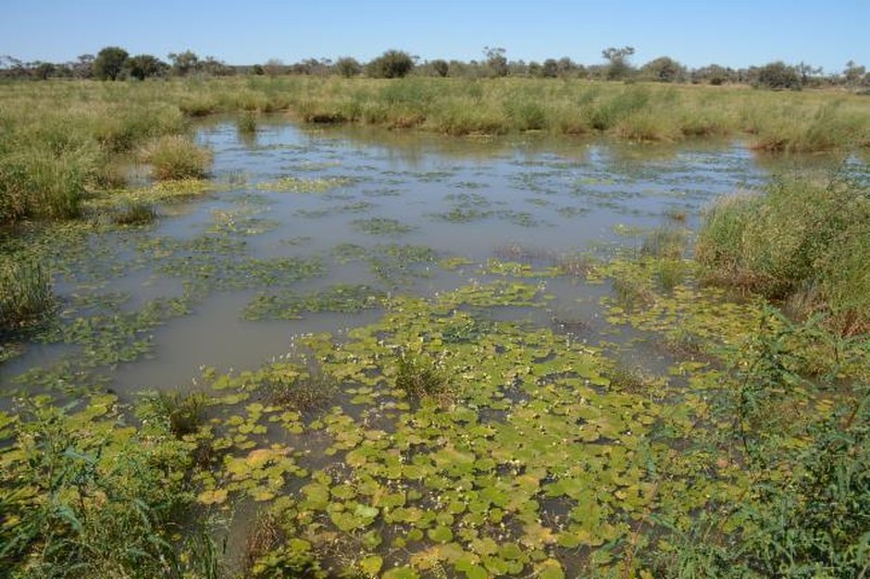 Nymphoides walshiae photo 6