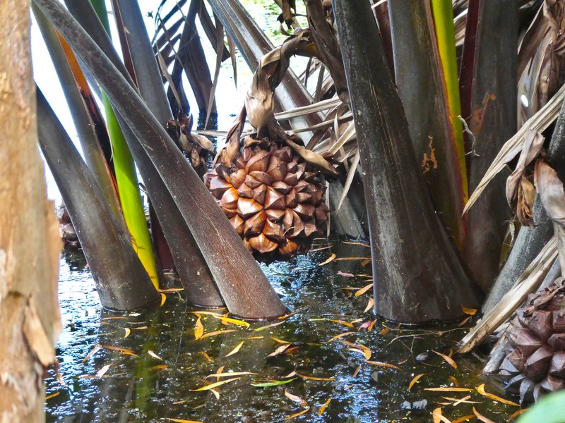 Nipa Palm photo 2