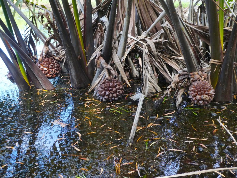 Nipa Palm photo 3