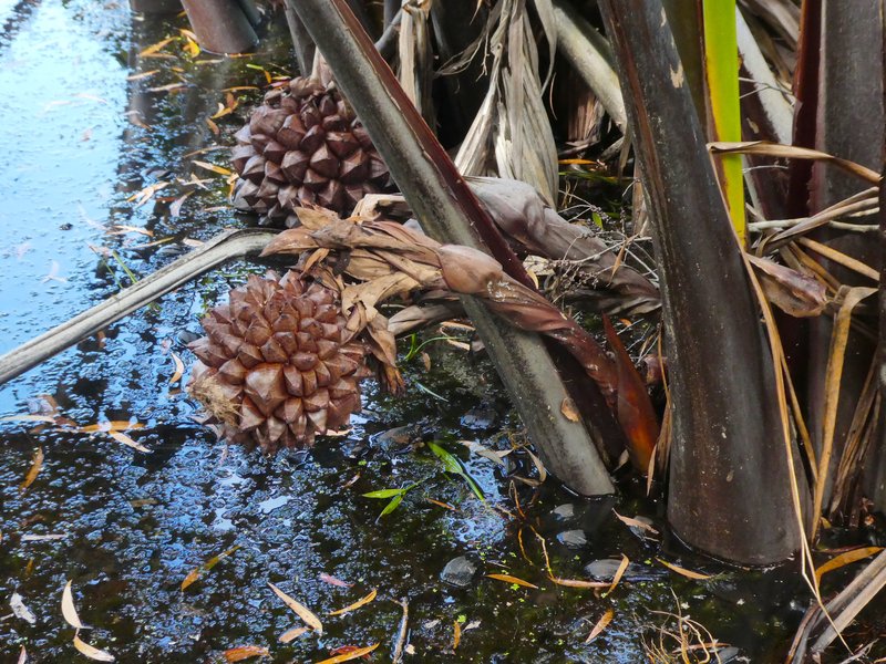 Nipa Palm photo 4