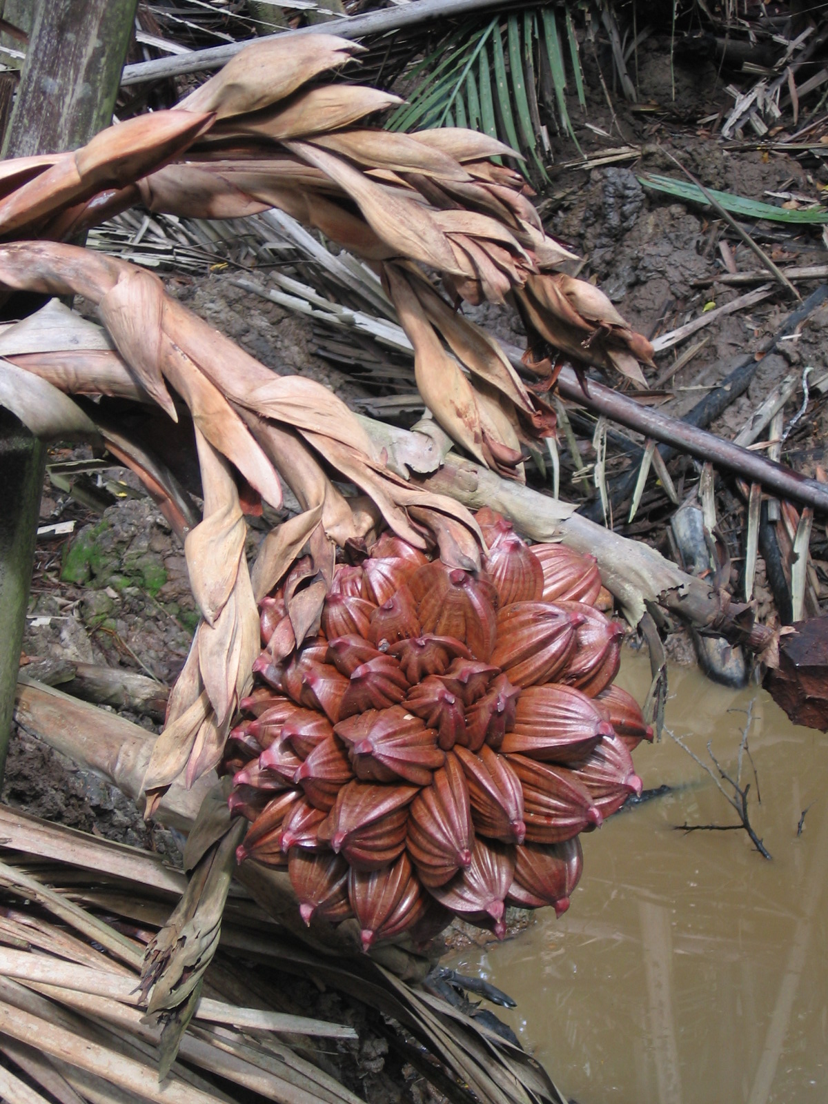 Nipa Palm photo 5