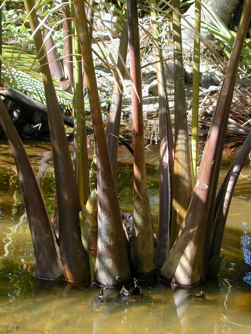 Nipa Palm photo 6