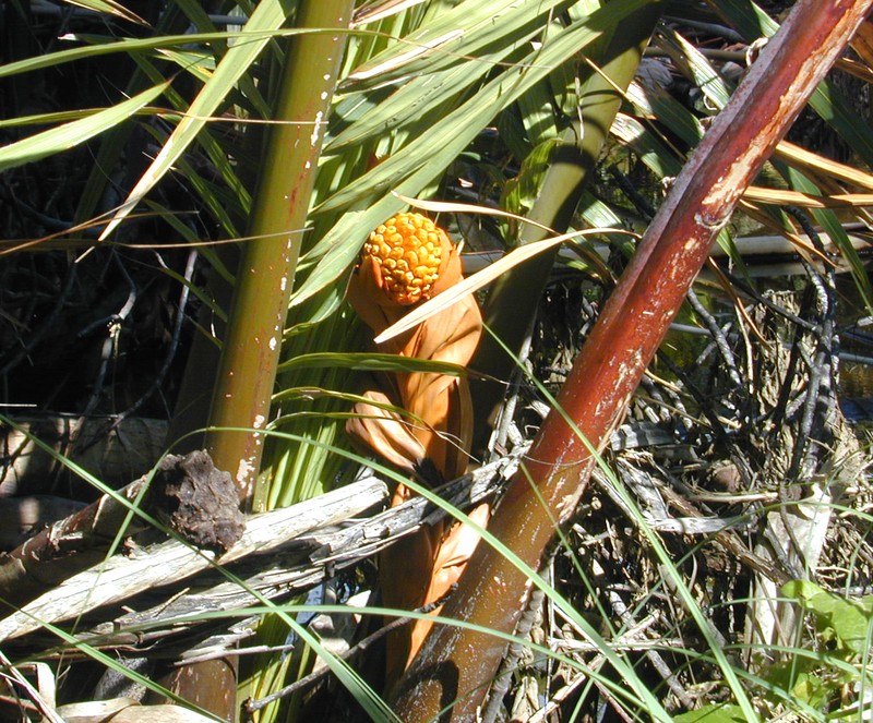 Nipa Palm photo 7