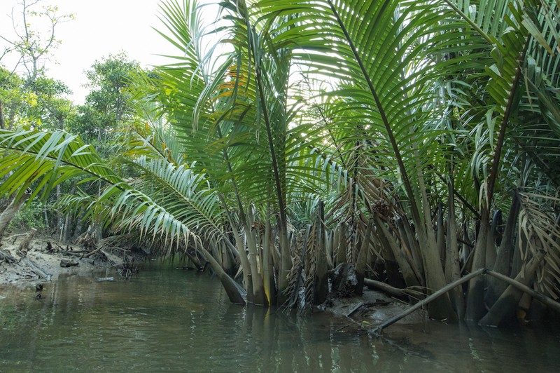 Nipa Palm photo 8