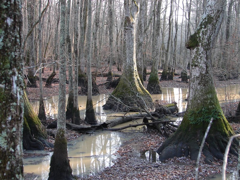 Water Tupelo photo 5