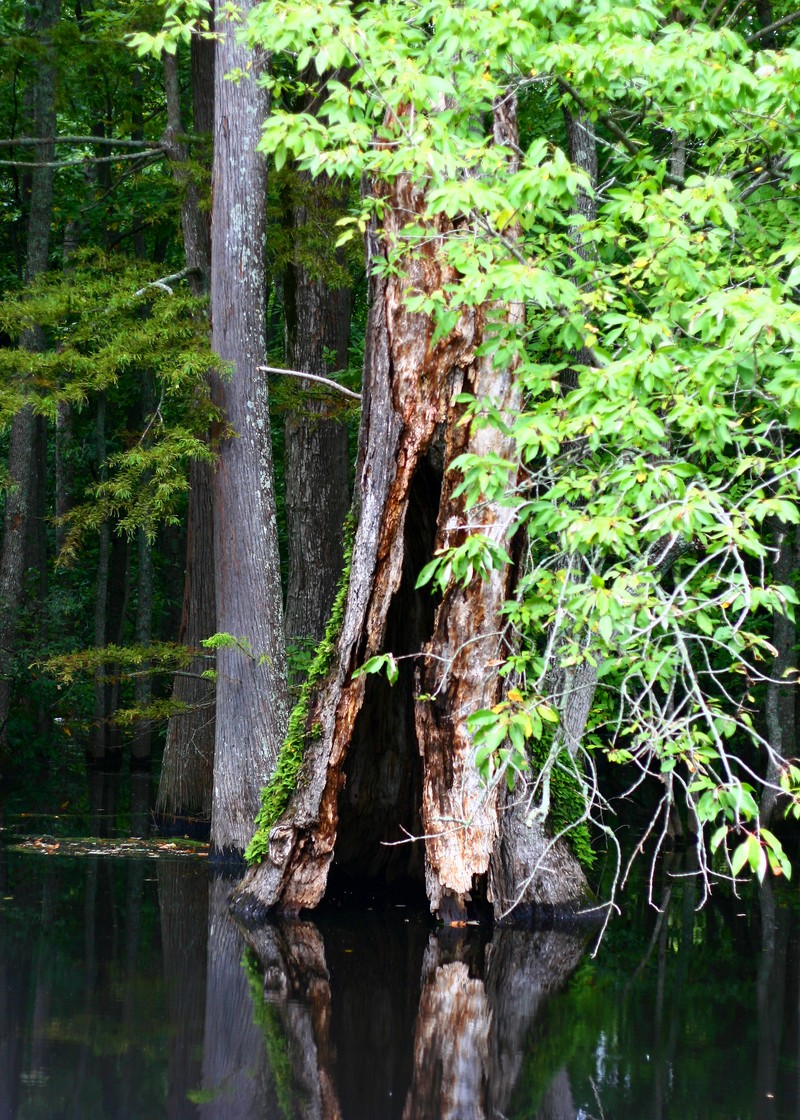 Water Tupelo photo 2