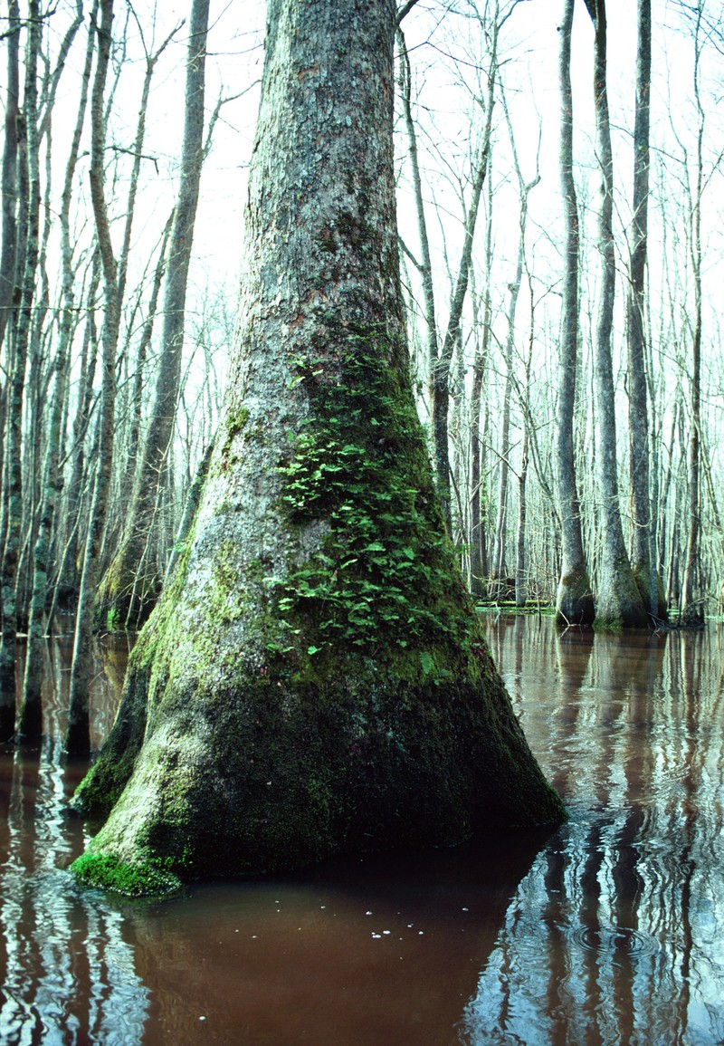 Water Tupelo photo 4