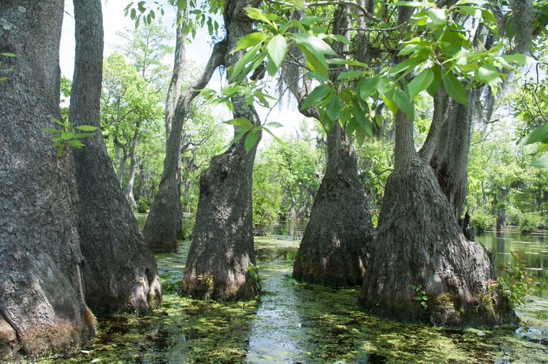 Water Tupelo photo 5