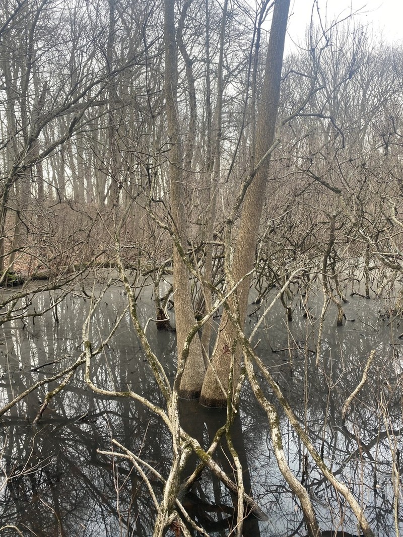 Water Tupelo photo 6