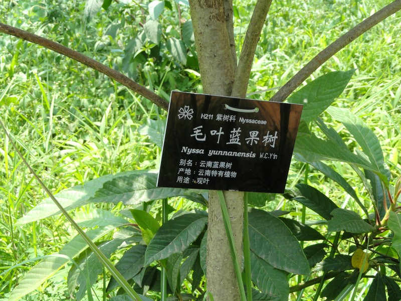 Nyssa bifida