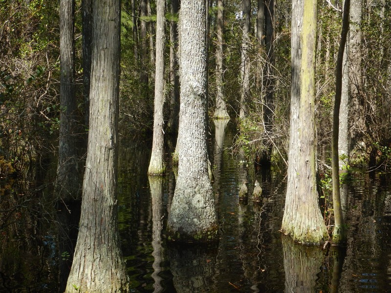 Swamp Tupelo photo 3